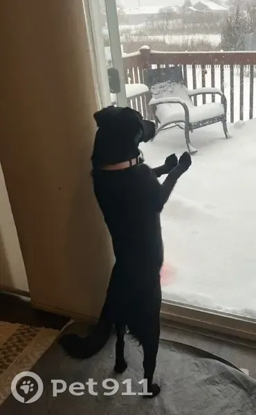 Lost Black Lab/Collie Mix in St. John - photo