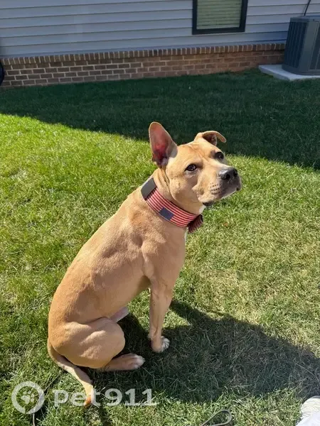 Missing Dog: Tan, 50lbs, Spike Rd Area - photo