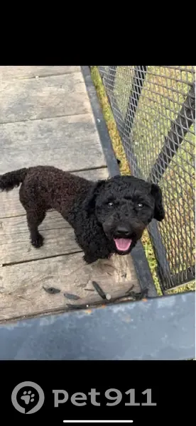 Lost 3-Legged Black Dog: Inman Area - photo