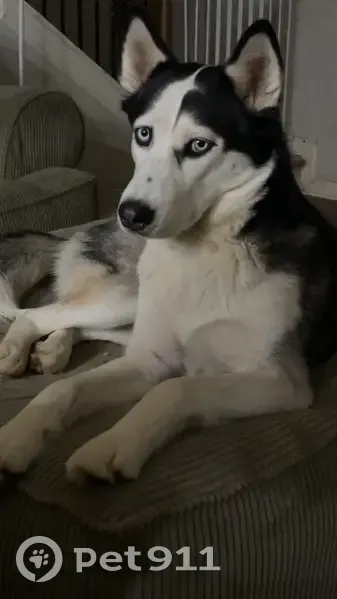 Lost Husky: Black & White, Chapin SC - photo