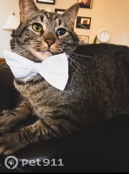 Lost Tabby with Unique Tail & Eyes - photo