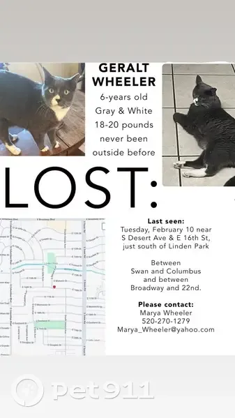 Lost Gray Cat: Skittish, 18-20 lbs, Tucson - photo