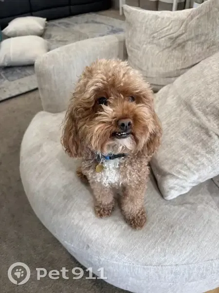 Missing Toy Poodle: Meadow Lane Alert! - photo