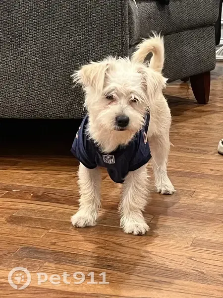 Lost Dog: White & Yellow in Fort Wayne - photo