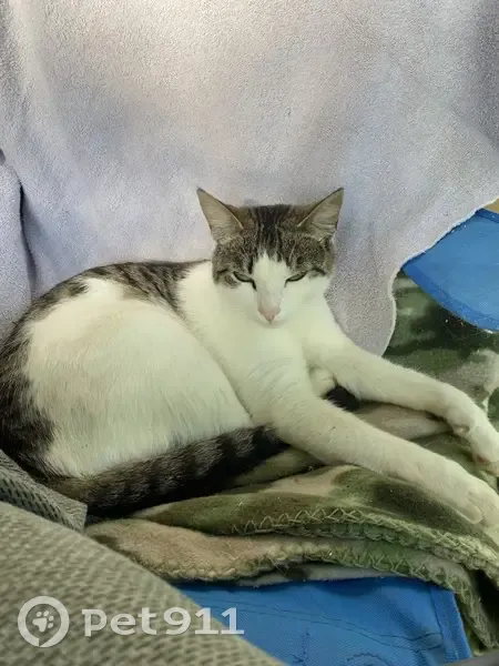 Lost Tabby Cat in Whitesburg, GA - photo