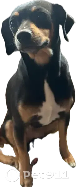 Lost Beagle Mix: Black with Brown & White - photo