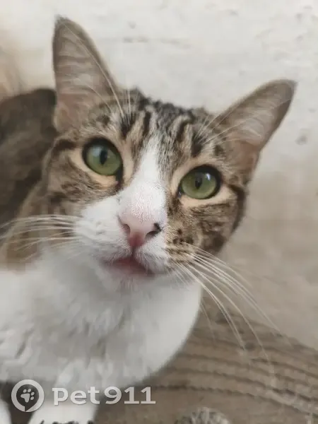 Se busca: Gatita atigrada perdida en Campestre - photo