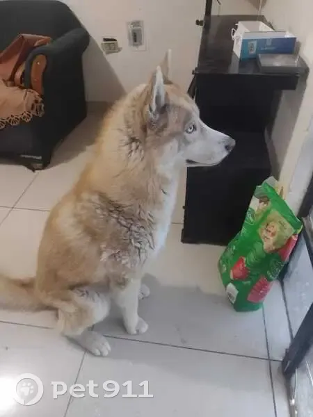 Perro Perdido: Yako, 6 Años, Saltillo - photo