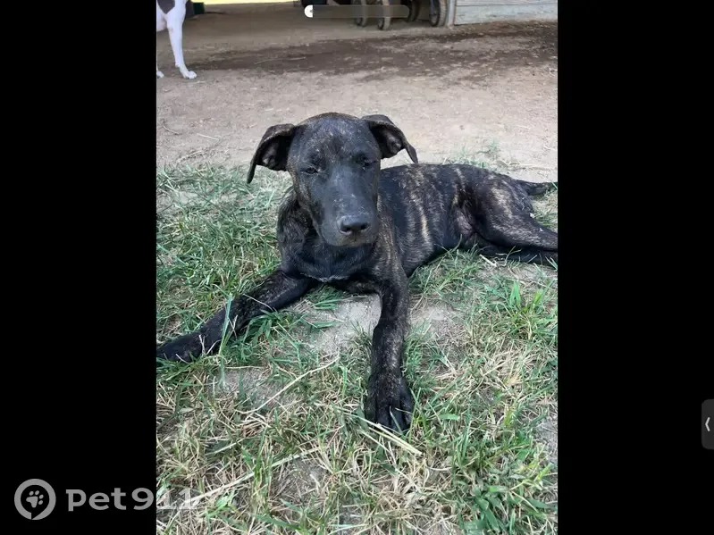 Help Find Cali: Missing in Rossville, TN - photo