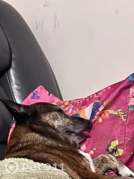 Lost Dog: Friendly, Chunky, Teal Harness - photo