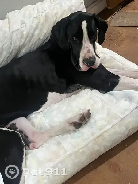 Lost Great Dane: Dexter on Corner Rd - photo