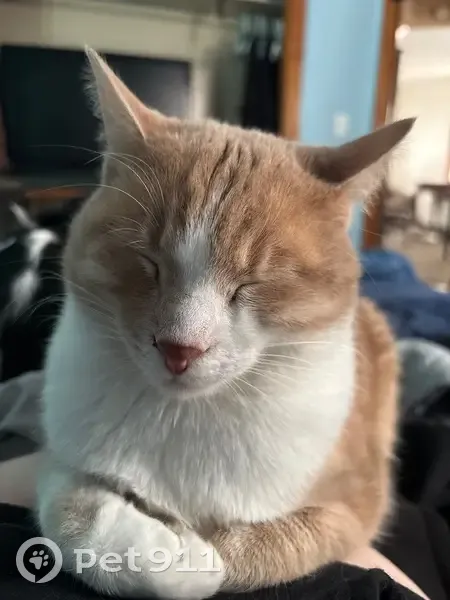 Help Find Our Chatty Orange & White Cat! - photo