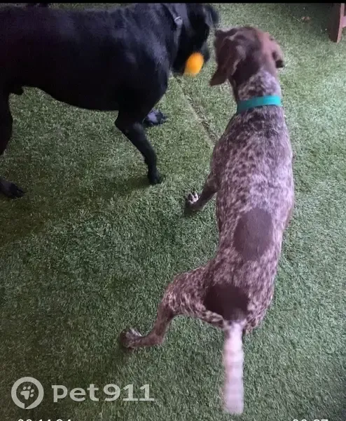 Perro Perdido en Can Pastilla: Vieja y Cariñosa - photo