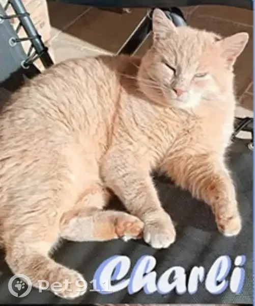 Chat roux tigré 9 ans perdu à Ploeren - photo