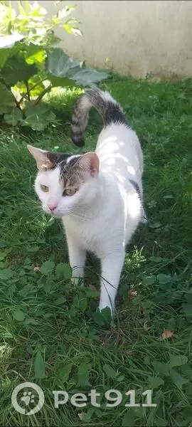 Chatte blanche perdue, queue marron/grise - photo