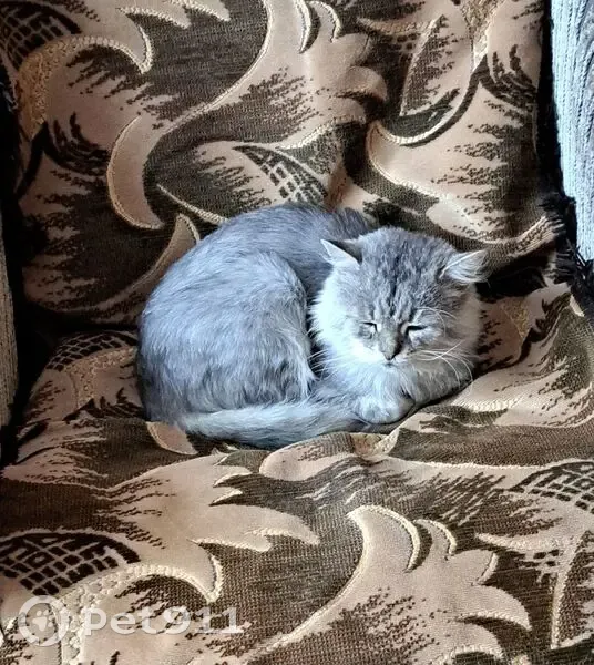 Зникла лагідна кішка на вул. Слободянська - photo