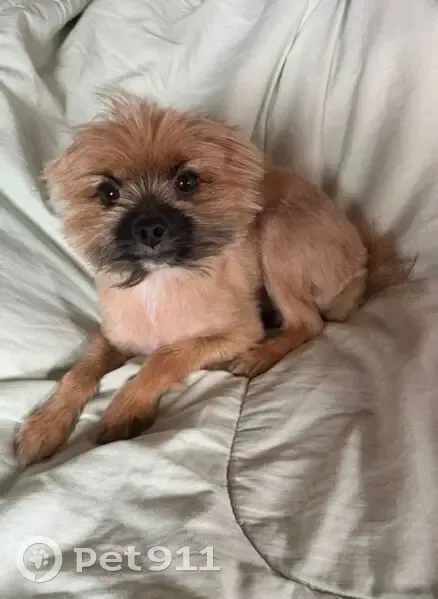 Cachorro perdido - photo