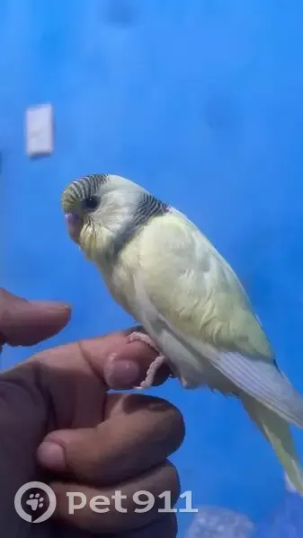 Pássaro perdido - photo