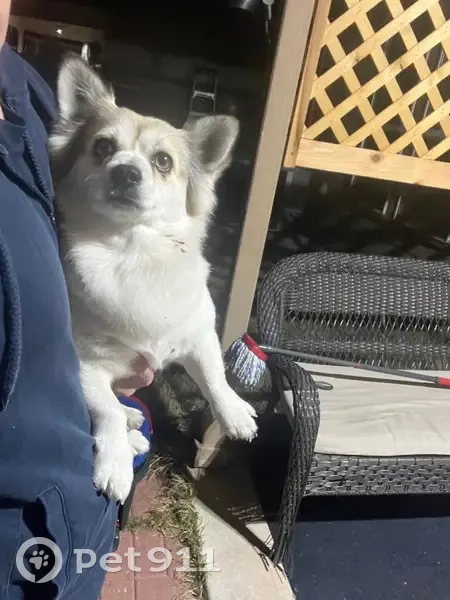 Found Dog at Galm & Bricewood - Call Now! - photo