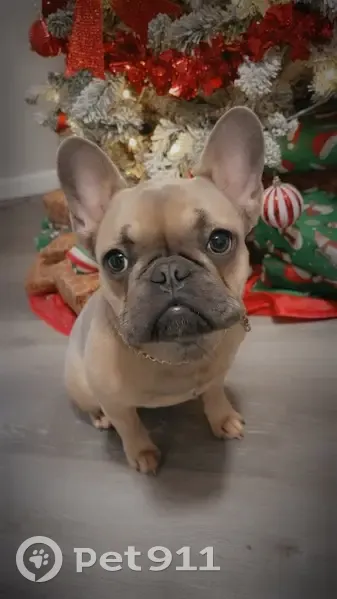 Help Find Bella: Missing in Hartford, CT - photo