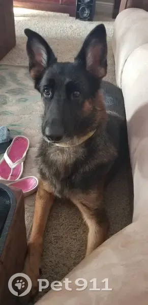 Lost Dog Koko: Yellow Collar, Palatka - photo