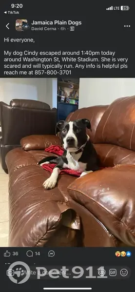 Lost Dog: Black & White, Forest Hills - photo