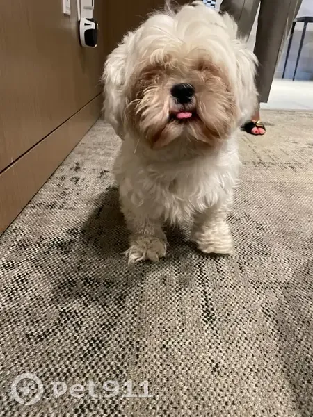 Found Shih Tzu/Maltese, SW 37th Ave, Miami - photo