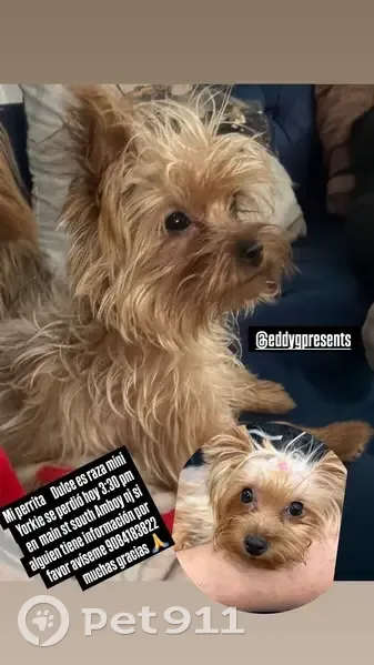 Lost Mini Yorkie: Main St, South Amboy - photo