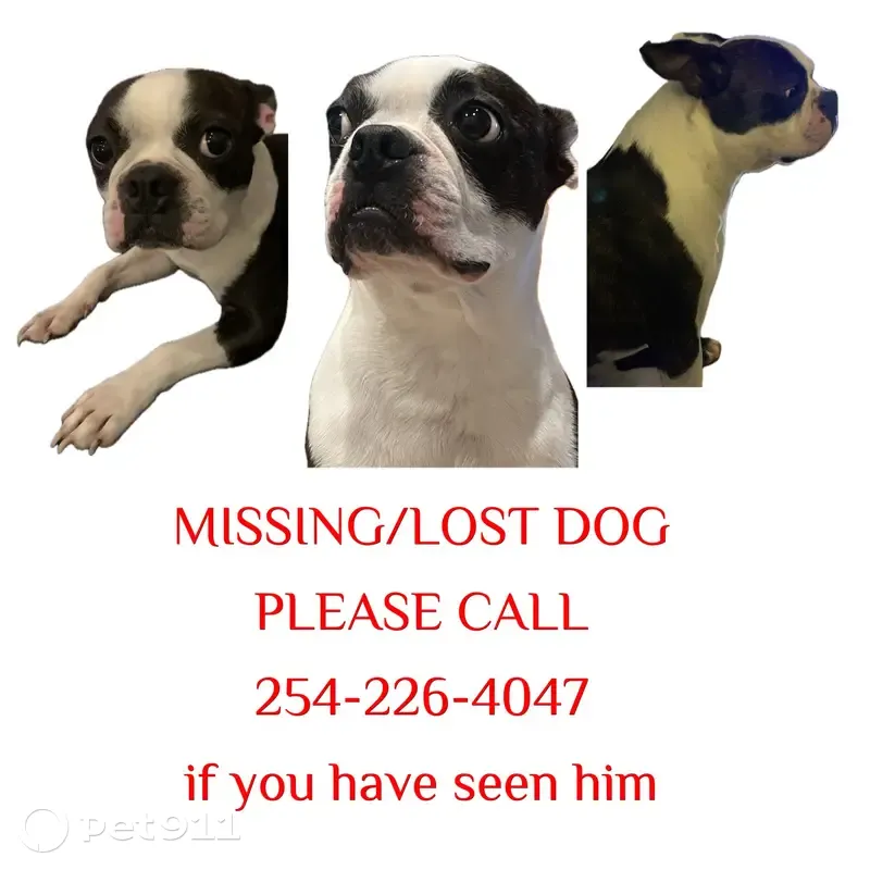 Lost Boston Terrier: Crooked Tail, TX - photo