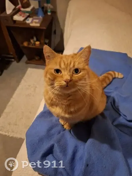 Chat perdu Brétigny-sur-Orge, câlin et craintif - photo