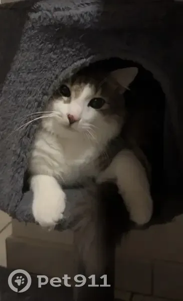 Chaton gris-blanc-beige disparu à Saugnac - photo