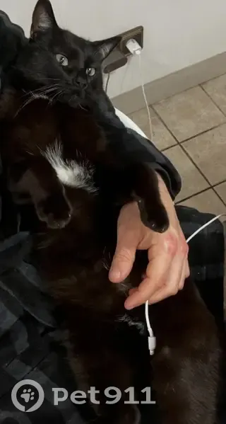 Gato Negro Perdido en Sant Vicenç dels Horts - photo