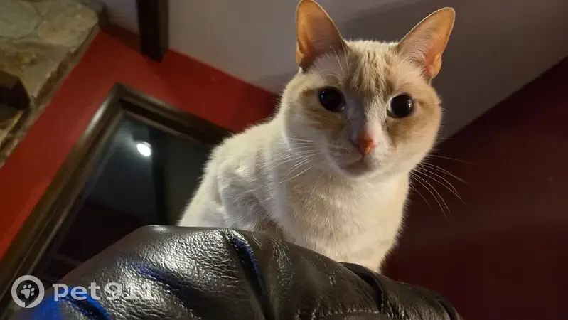 Help Find Daisy: Skittish Siamese Mix Lost - photo