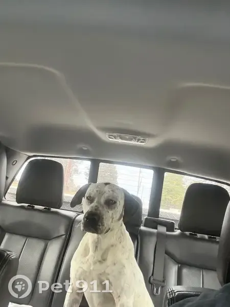 Found: Loving Dog with Unique Spots - photo