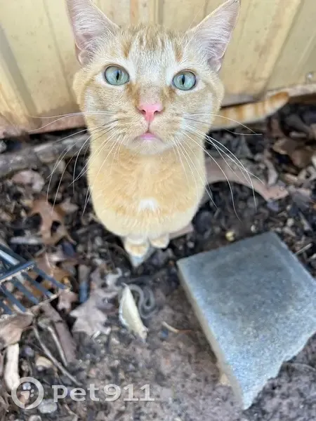 Lost Orange Tabby Near Airport Drive - photo