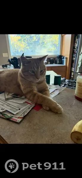 Lost Orange Tabby: Reward Offered! - photo