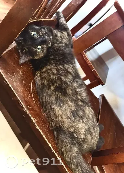 Lost Shy Tortoise Cat on Vandiver Dr - photo