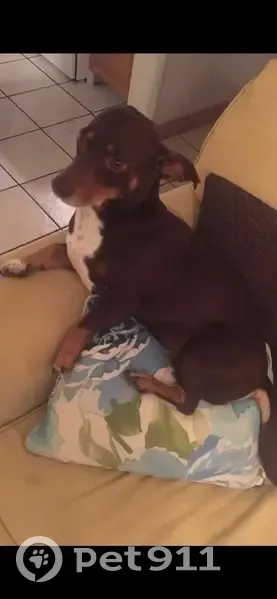 Deaf Brown Dachshund Missing in OKC - photo