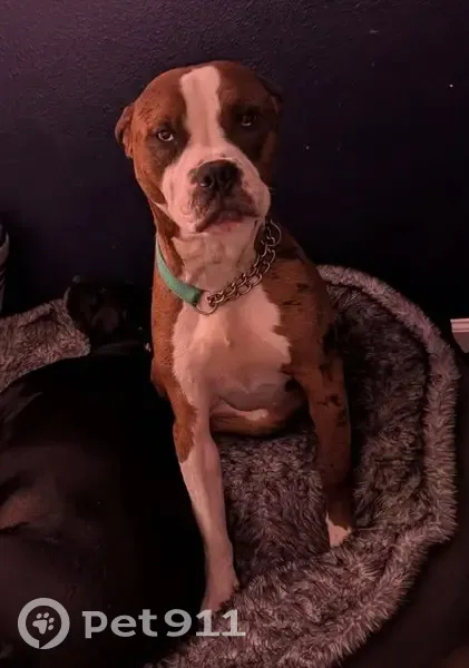 Lost Dog: Shy, Spotted, Teal Collar - photo