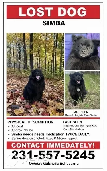 Missing: Black Eskimo Spitz in Tucson - photo