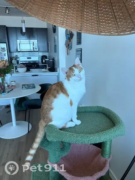 Lost Cat: Orange/White, Bow Tie, West Oakdale - photo