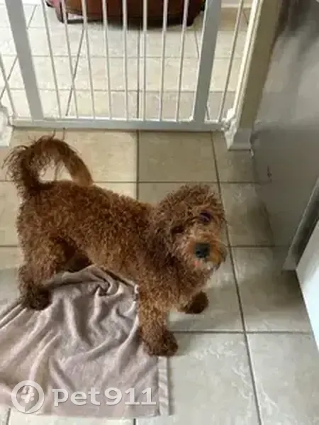 Lost Cavapoo: Red/Brown, 23 lbs, Myrtle Beach - photo