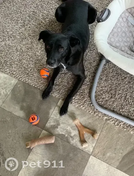 Lost Dog: 45lb Gray & White in Norton - photo