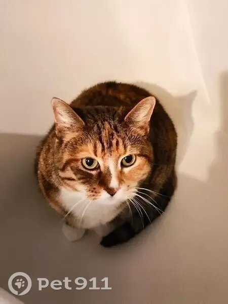 Lost Tabby: East Meadow Lane, Des Moines - photo