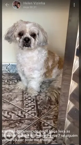 Cachorro perdido - photo