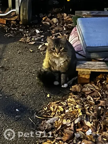 Chat tigré trouvé, pattes blanches, Marseille - photo