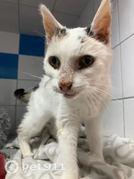 Minette âgée trouvée à Blain - photo