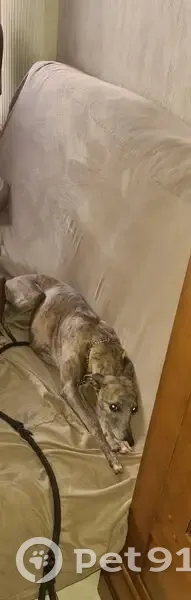 Whippet bringé perdu à Vendargues - photo