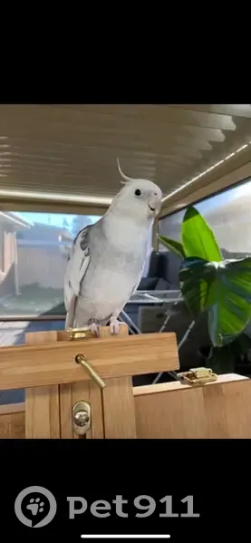 Help Find Our Sweet Lost Bird - NSW - photo