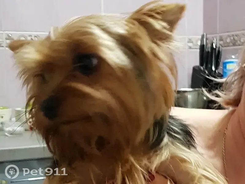 Зникла собака в Одесі: старенький Собачка - photo